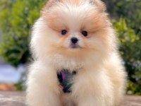 Sevimli Pomeranian Boo Yavrularımız