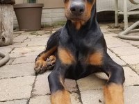 Dişi erkek doberman kapıda ödemeli güvenli sistem