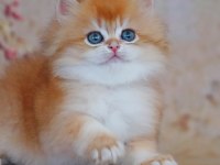 Oyuncak Bebek Golden British Longhair 