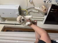 Minik beyaz pekinez köpeğim