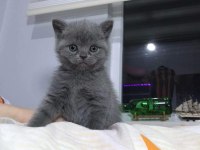 British Shorthair Ve Scottish Fold