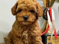 RED DİŞİ TEACUP TOY POODLE