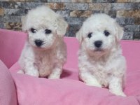 Türkiyede sayılı ailede olan özel ırk bichon frise