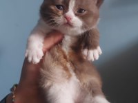 Dişi Chocolate Calico British Shorthair
