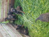 Sağlam kan hattı malinois kaliteli yavru