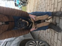 Üst düzey düşük bel alman çoban köpeği yavru