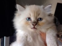 British Blue Point Longhair Yavrular