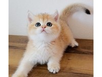 British shorthair kedimiz sahiplendiriyoruz