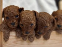 Toy Poodle Yavrularımız