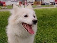 Alman Spitz Tatlı Dişi