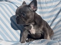 Ankara French Bulldog