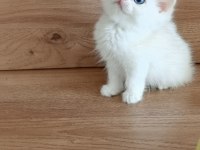 British shorthair ny1233 erkek