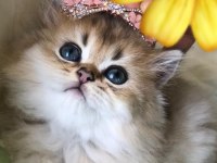 Safkan Golden British Longhair Bebekler