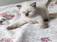 Beyaz british blue point yavrular