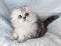 Harika bir minik Prenses scottish fold