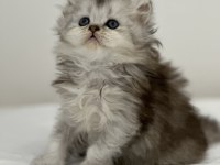 Son 2 yavru british shorthair