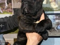 A kalitede estetikli cane corso yavruları mevcut
