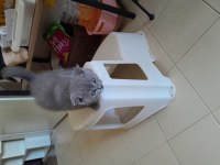 2 aylık yavru erkek çok oyuncu bebiş