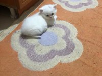 BRİTİSH SHORTHAİR KARTOPLARI