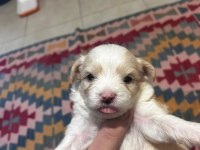 maltipoo yavrular