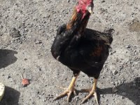 A kalitede Hint horozları