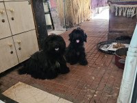 Ücretsiz sahiplendirme köpekler