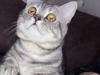 British Shorthair Duman Yeni Yuvasını Bekliyor