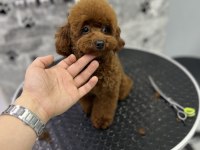 Korean Orjinal Poodle Kızımız En iyisi