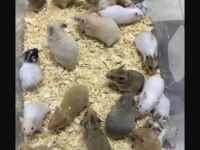 ISIRMA YAPMAYAN YAVRU HAMSTER EN UYGUN BİZDE