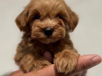 Tiny Boy Sevimli Maltipoo Yavrular