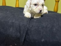 Maltese beyaz köpeği