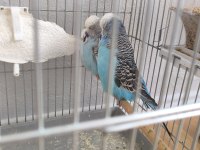 Show muhabbet kuşu takımlar