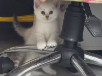 Safkan british shorthair ayı surat bebek