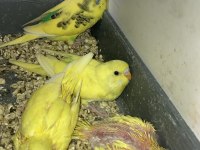 Limon sarısı jumbo kırmızı gözlü muhabbet kuşlarım