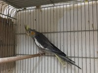 3 aylık erkek yavru sultan papağanı