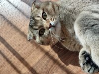 Scottish fold Kedisi Acil Satılık