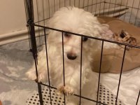 3 aylık maltese terrier