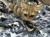 4 aylık british shorthair kendimizi sahiplendiriyoruz