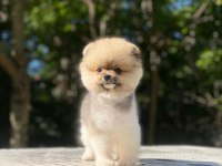 Pomeranian Boo Yavrularımız