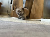 Erkek ayıcık pomeranian
