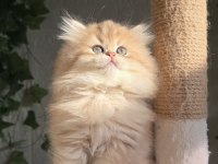 Orijinal safkan British Longhair Dişi yavru