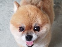 Pomeranian Boo çifti
