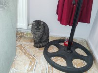 Evimizin scottish fold prensesi Mia