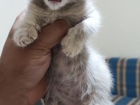 Sahibinden 3 aylık yavru scottish fold