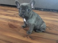 FRENCH BULLDOG YAVRULARI