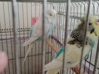 FULL EVCİL MUHABBET KUŞU VE SULTAN PAPAĞANI