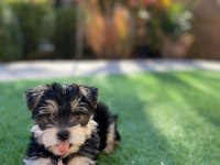 Çok sosyal sevecen yorkshire terrier yavrular