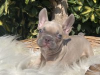 Exotic renk french bulldog yavrularım
