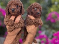 Red Brown Toy Poodle Yavrularımız