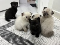 6 adet yavru kedimiz darıca merkezdeyiz